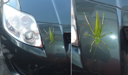Sauterelle de cocotier & Toyota