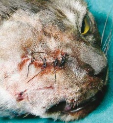 Chat victime de la connerie